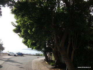 iazzette-13-11-2012 09-18-20
